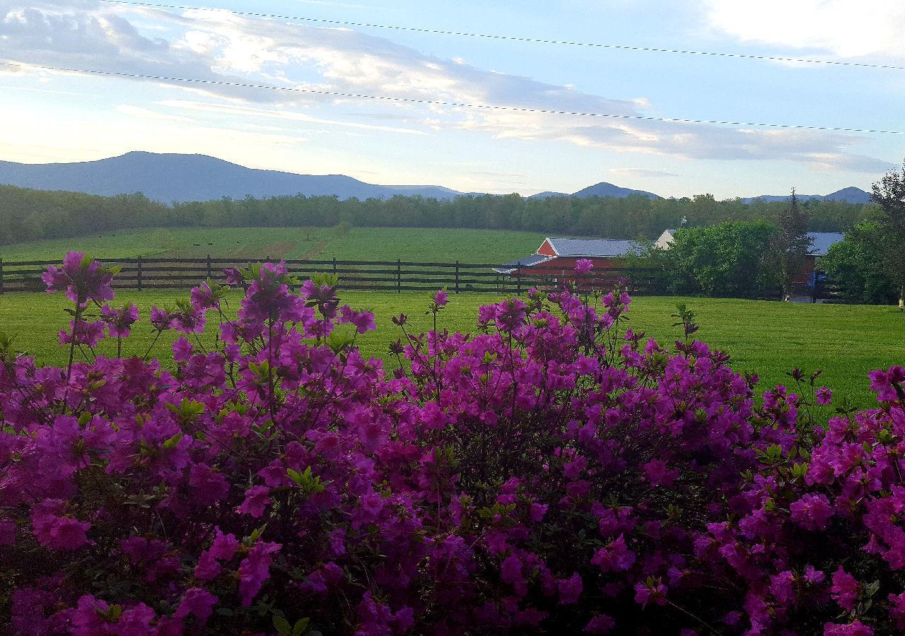 Piney Hill B & B And Cottages Luray Exterior foto